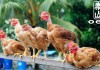 Toh Thye San Farm – Singapore’s Leading Antibiotic Residue-Free GG French Poulet Supply Chain Toh Thye San Farm Poultry Supplier