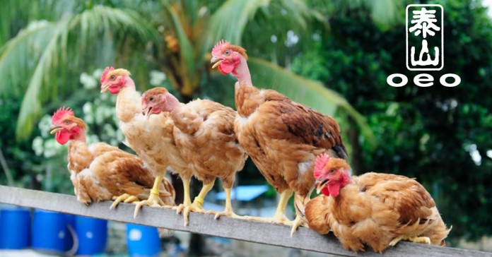 Toh Thye San Farm Poultry Supplier