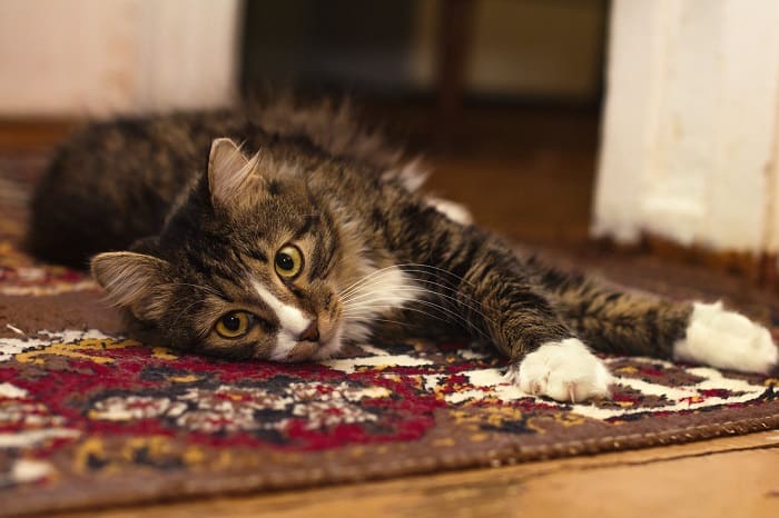 How Much Can You Make With A Carpet Cleaning Business In Singapore?