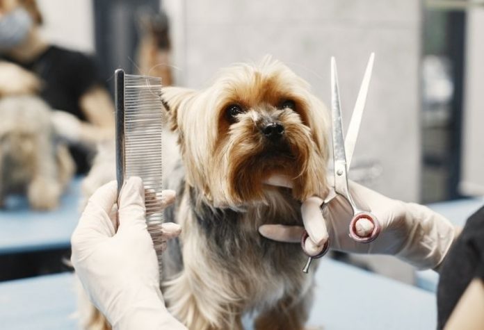 How to Start a Profitable Pet Grooming Business in Singapore