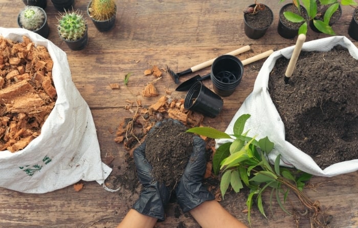 Top 10 Best Gardening Services in Singapore