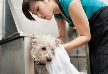 Top 10 Best Mobile Pet Grooming Company in Singapore for 2025 Top 10 Best Mobile Pet Grooming Company in Singapore