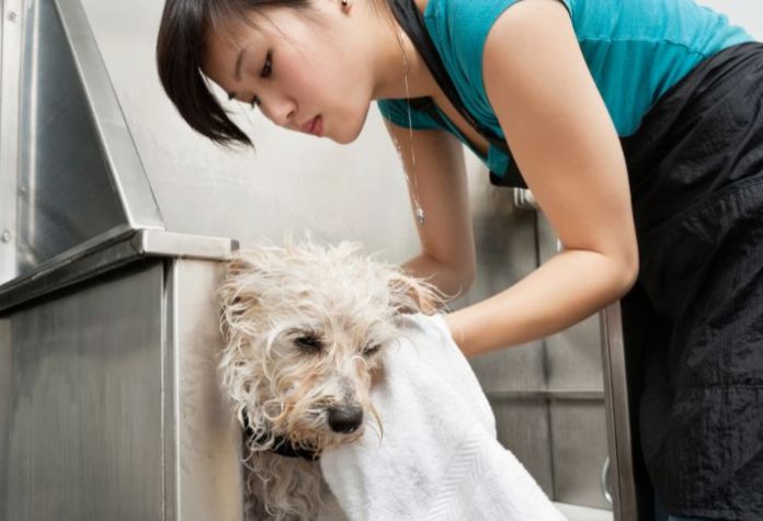 Top 10 Best Mobile Pet Grooming Company in Singapore