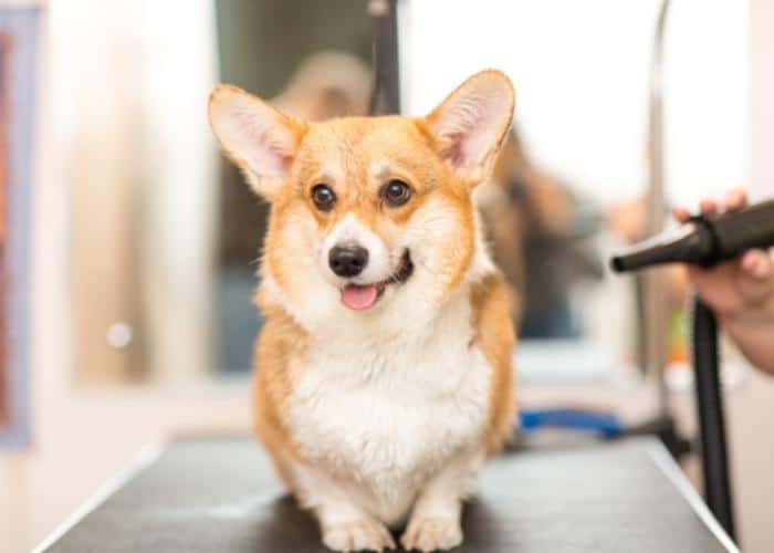 Top 10 Best Mobile Pet Grooming Company in Singapore