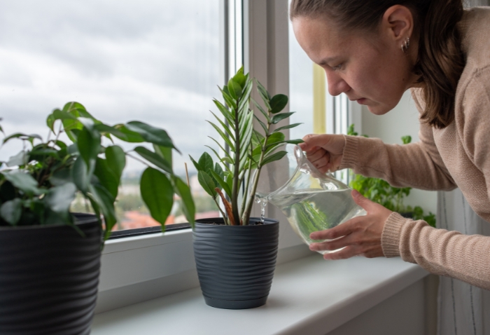 Maintaining Your Office Flowers