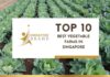 Top 10 Best Vegetable Farms in Singapore for 2026 Top 10 Best Vegetable Farms in Singapore
