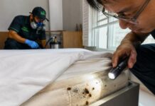 Bed Bugs in Singapore: Why They Keep Coming Back Bed Bugs in Singapore: Why They Keep Coming Back