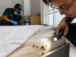 Bed Bugs in Singapore: Why They Keep Coming Back Bed Bugs in Singapore: Why They Keep Coming Back