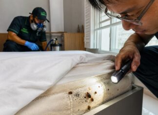 Bed Bugs in Singapore: Why They Keep Coming Back Bed Bugs in Singapore: Why They Keep Coming Back