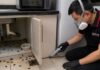 Cockroach Infestation in Singapore: What You Should Know Cockroach Infestation in Singapore: What You Should Know
