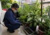 Mosquito Control in Singapore: Reduce Dengue Risk at Home Mosquito Control in Singapore: Reduce Dengue Risk at Home