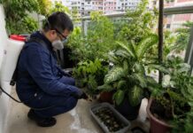 Mosquito Control in Singapore: Reduce Dengue Risk at Home Mosquito Control in Singapore: Reduce Dengue Risk at Home