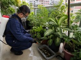 Mosquito Control in Singapore: Reduce Dengue Risk at Home Mosquito Control in Singapore: Reduce Dengue Risk at Home