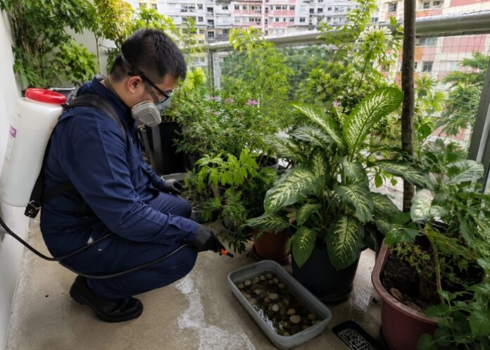 Mosquito Control in Singapore: Reduce Dengue Risk at Home