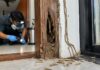 Subterranean Termites in Singapore: Signs and Treatment Subterranean Termites in Singapore: Signs and Treatment