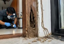 Subterranean Termites in Singapore: Signs and Treatment Subterranean Termites in Singapore: Signs and Treatment