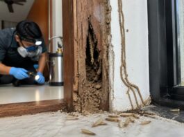 Subterranean Termites in Singapore: Signs and Treatment Subterranean Termites in Singapore: Signs and Treatment