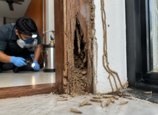 Subterranean Termites in Singapore: Signs and Treatment Subterranean Termites in Singapore: Signs and Treatment